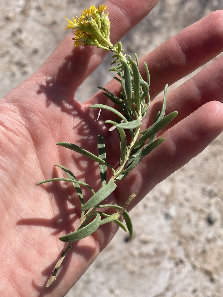 Stem, leaves and flower buds in September in Chaves County, NM