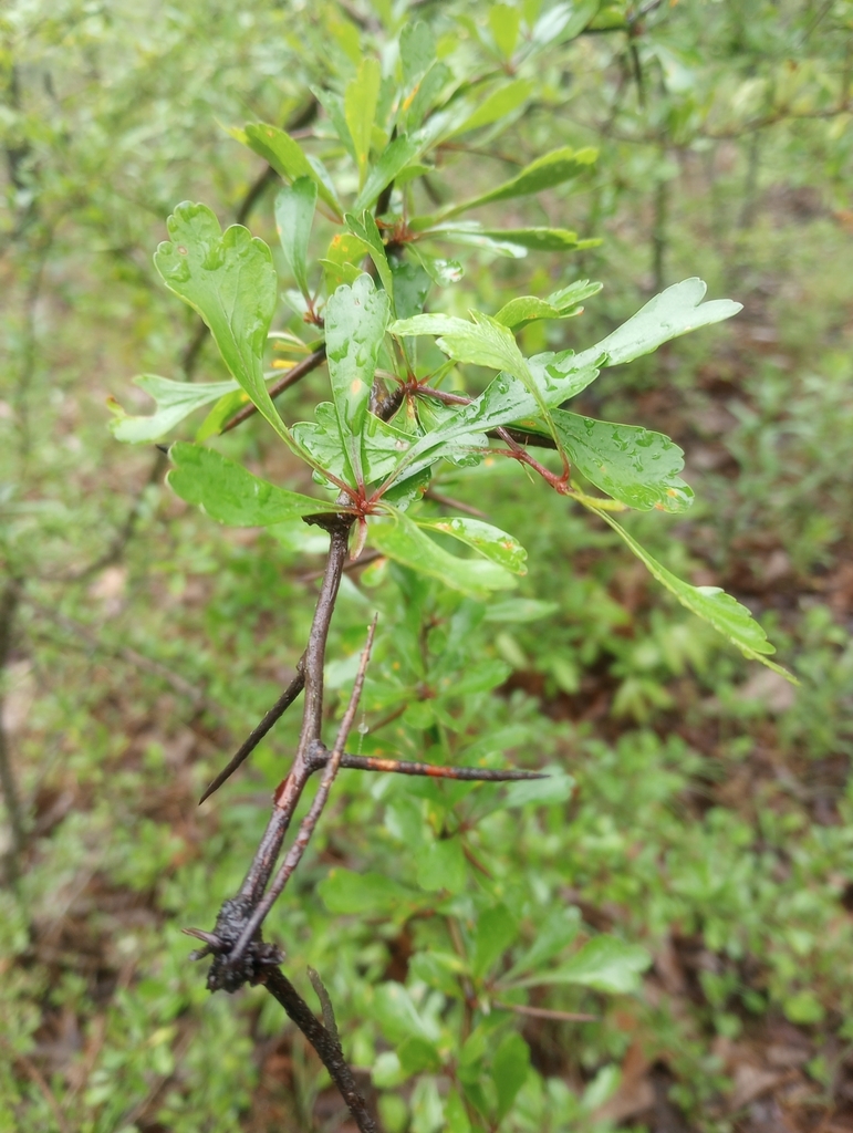 Stem, leaves and thorns in April in Arkansas