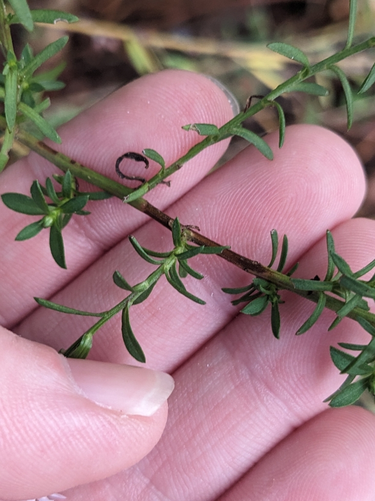 Fingers cradling stem showing alternate branches & small leaves.