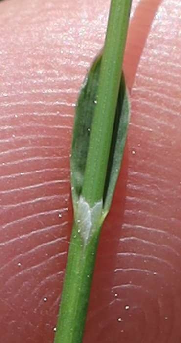 Stem in April in Languedoc-Roussillon, France
