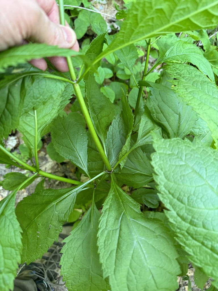 Stem