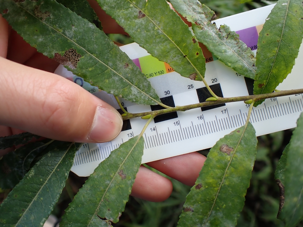 Stem in August in Cheshire County, New Hampshire