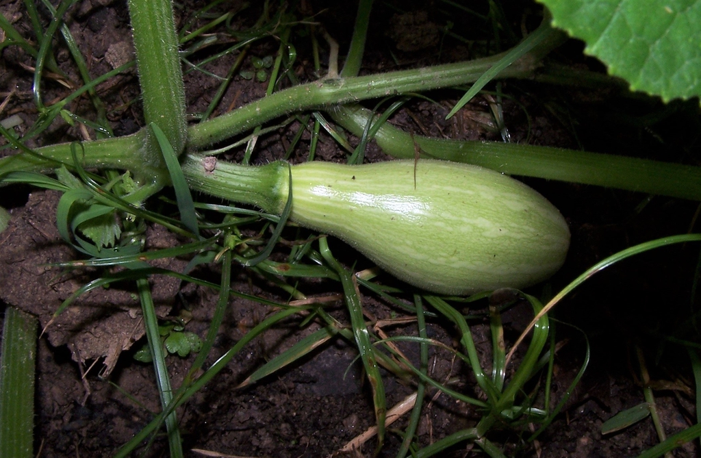Cucurbita moschata