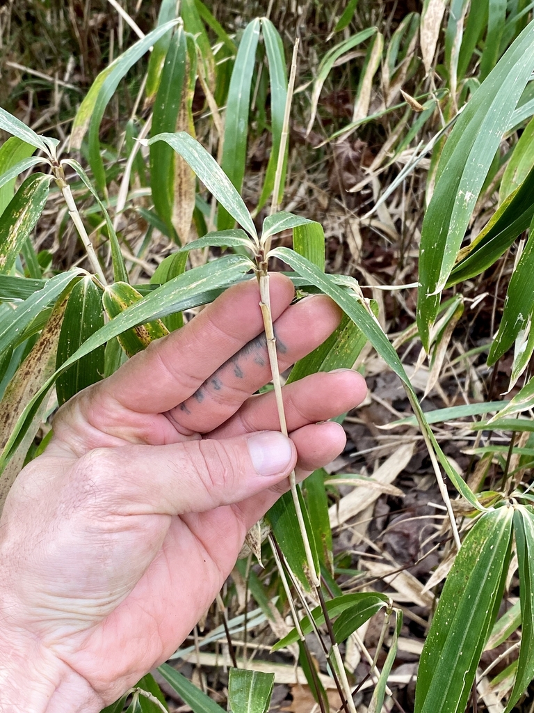 Stem in January in Washington, District of Columbia