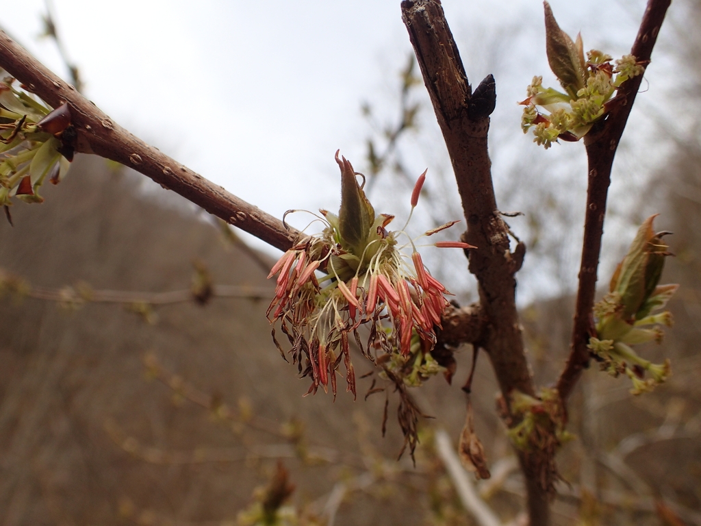 Stem & Leaf buds in April in Nikko, Japan
