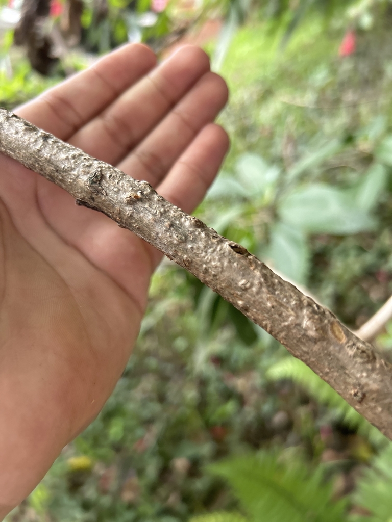 Stem in May in Bogota County, Colombia