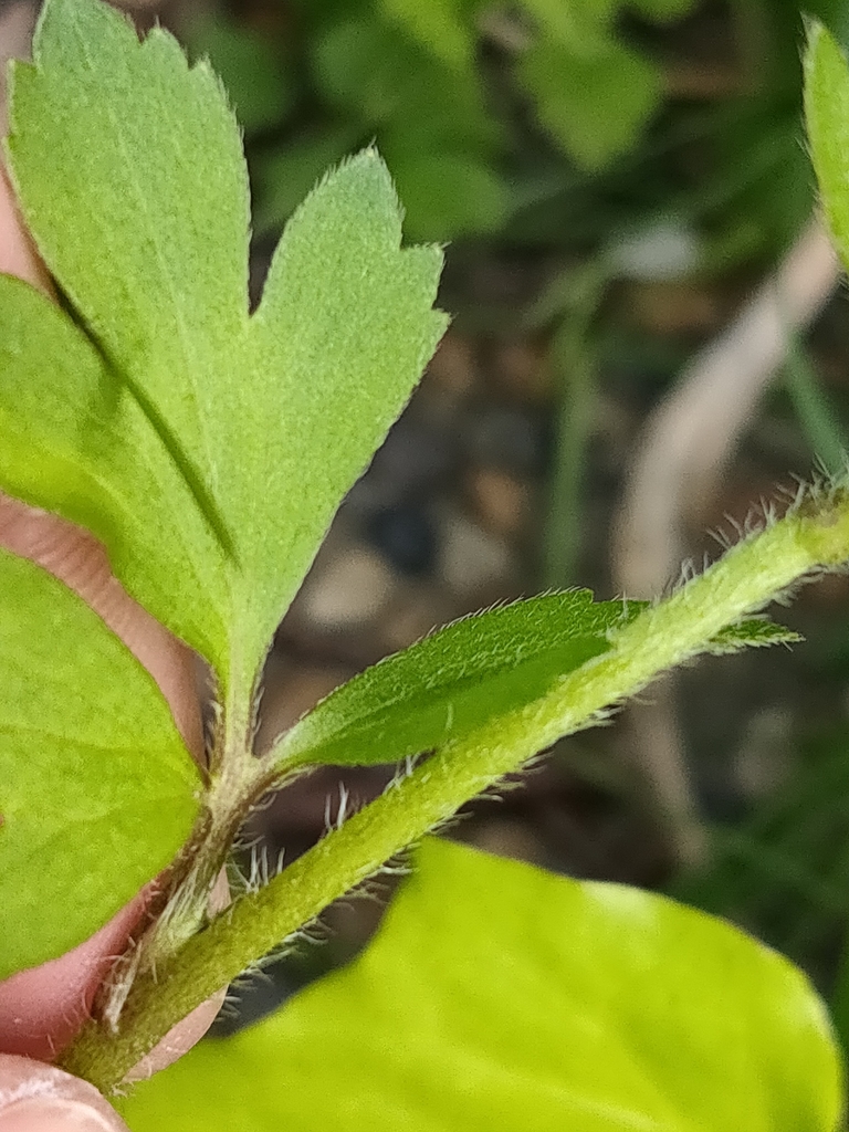 Stem in May in Yokohama County, Japan