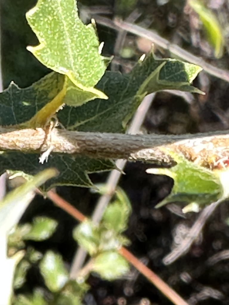 Stem in November in Nevada County, California