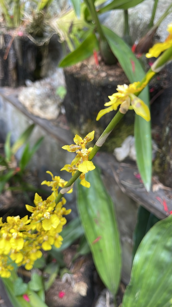 Stem with long leaves & yellow flowers. October. Loja, Ecuador