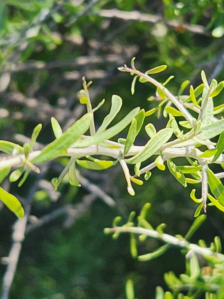 Stem with leaves & spines in October. Maricopa County, Arizona