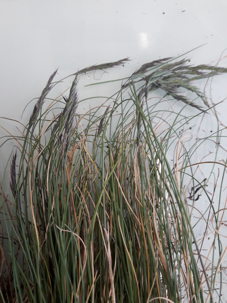 Stems and seeds in April in Auvergne, France