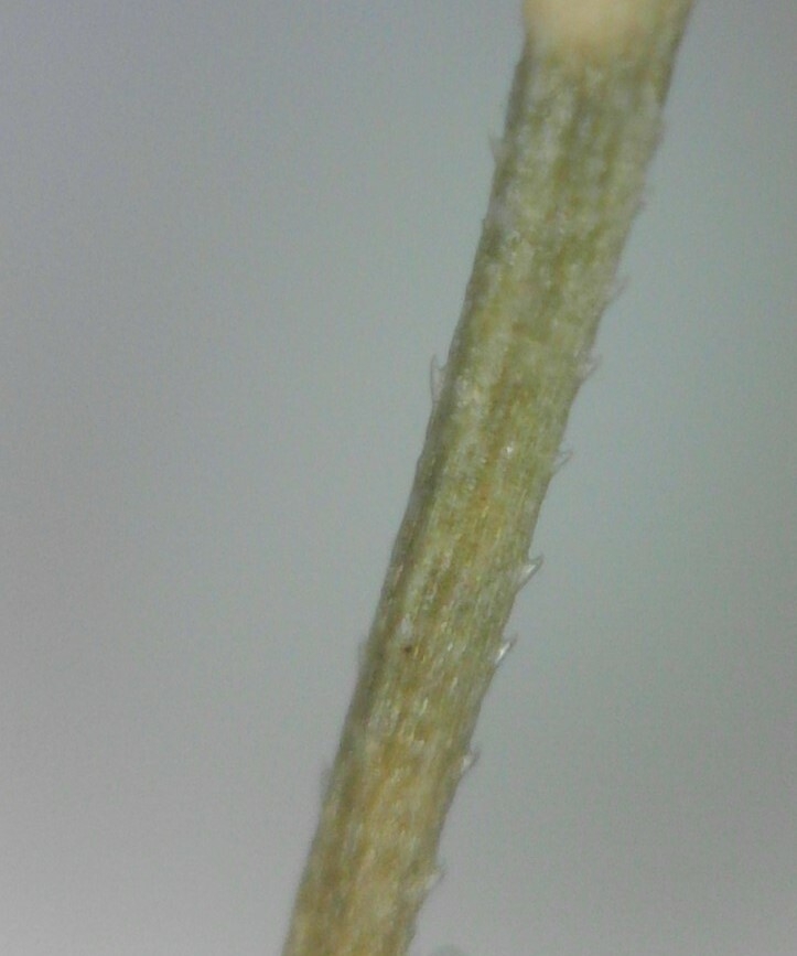 Stem close-up in June in Cuyahoga County, Ohio