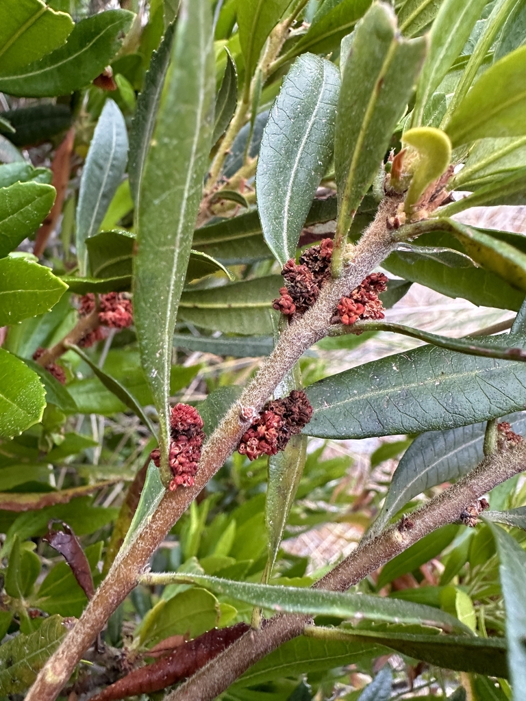 Stem and flowers in July in Humboldt County, California