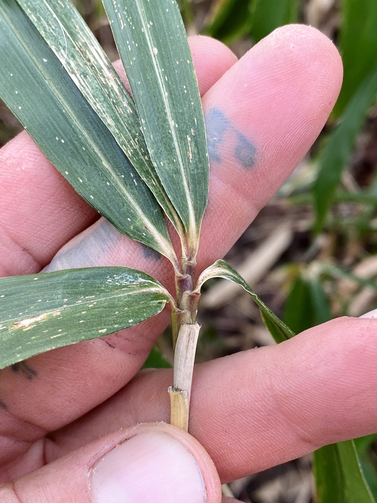 Stem tip in January in Monmouth County, New Jersey