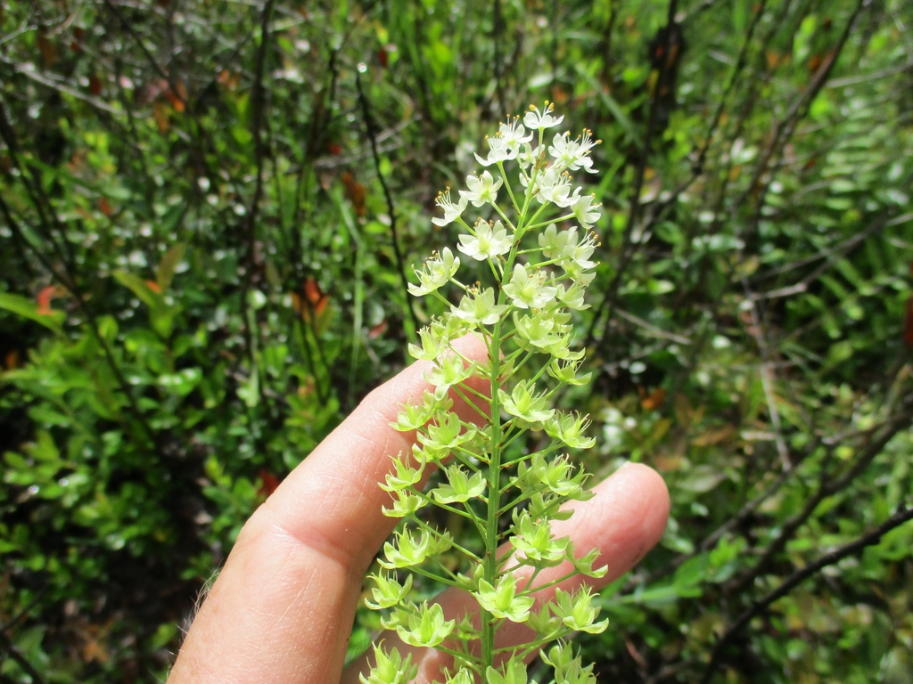 Flower stalk