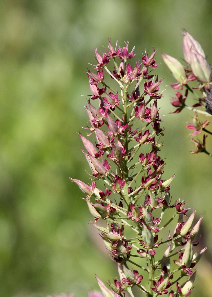 Stenanthium densum