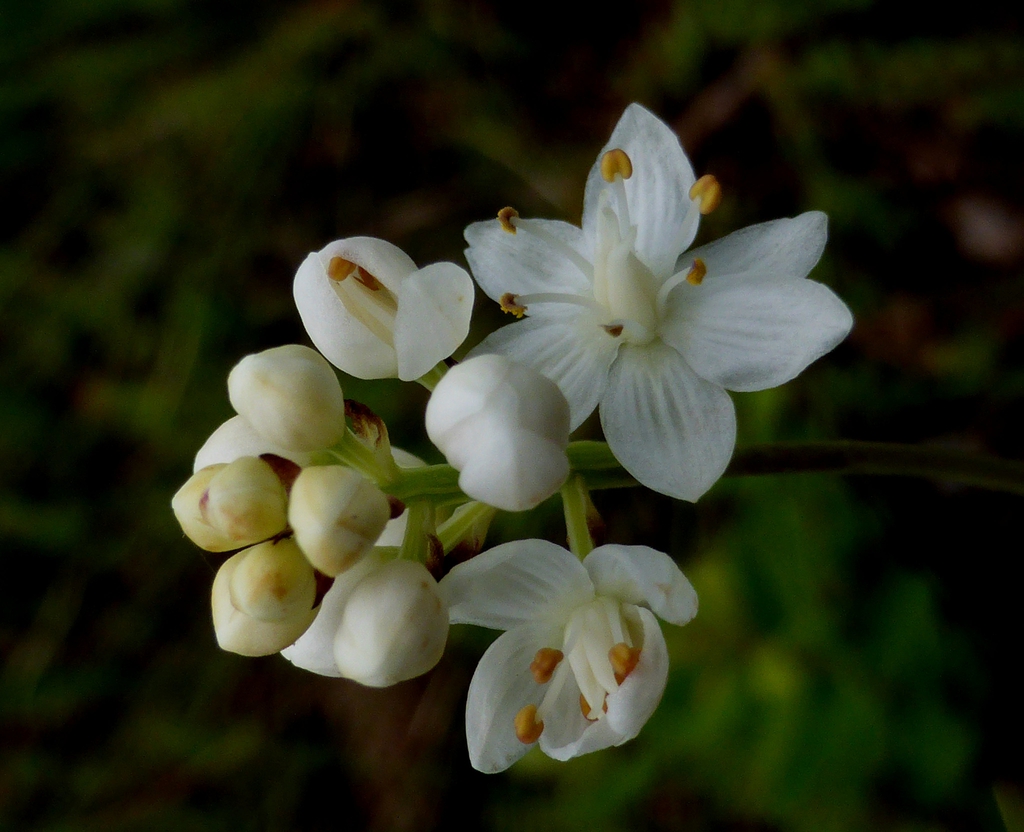 Stenanthium densum