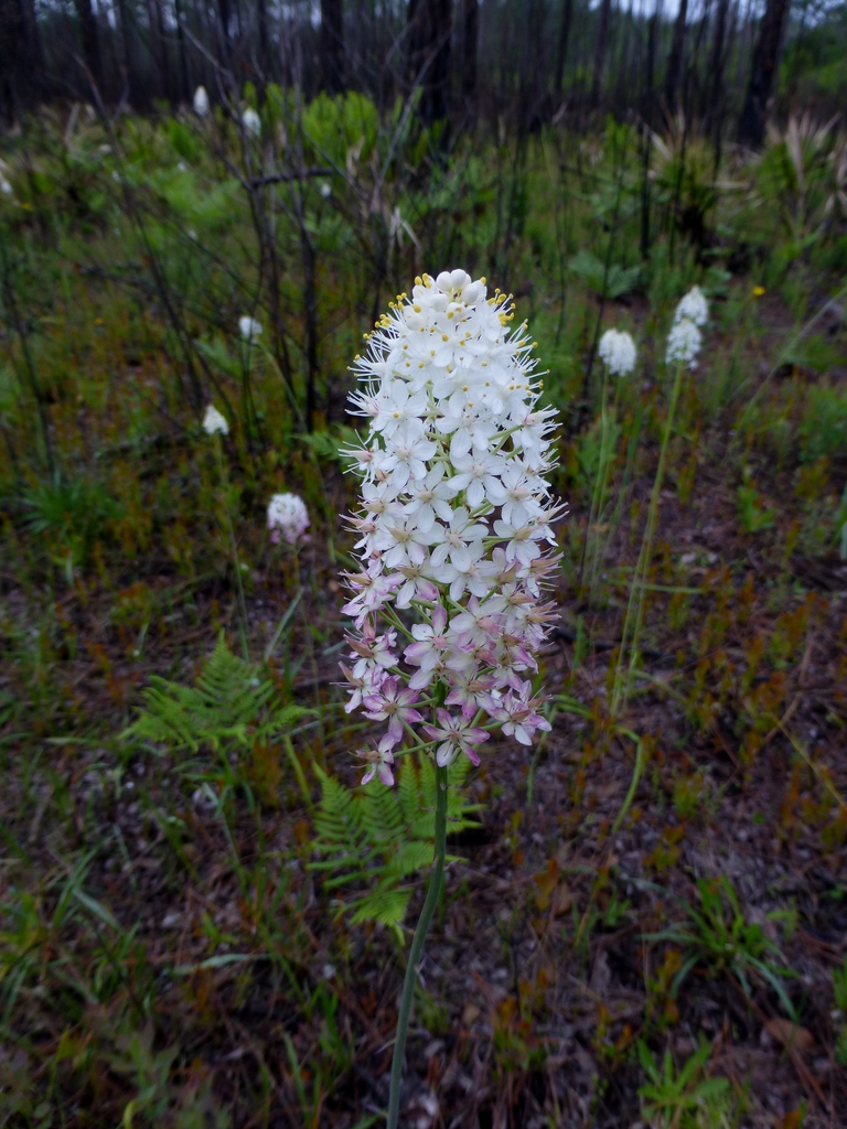 Stenanthium densum