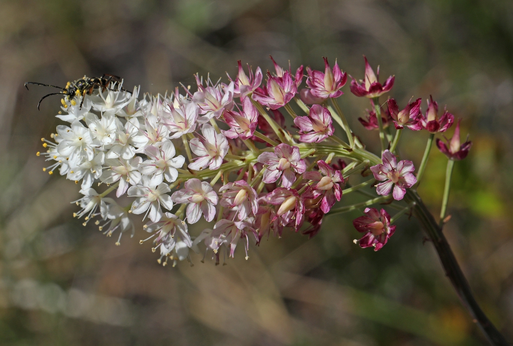 Stenanthium densum