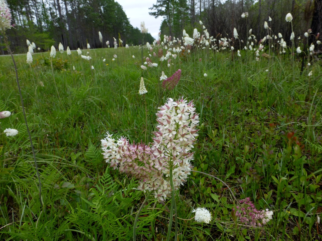 Stenanthium densum