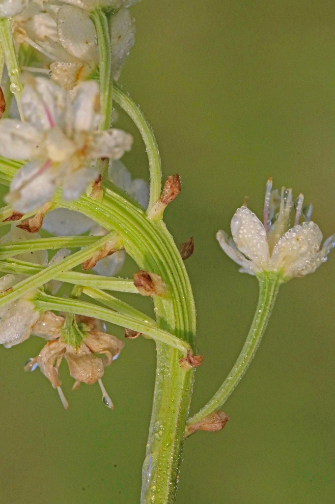 Stenanthium densum