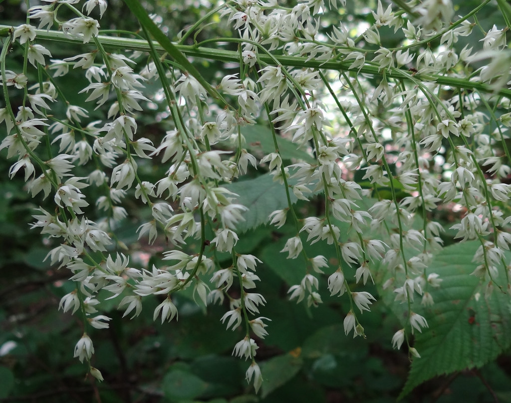 Stenanthium gramineum