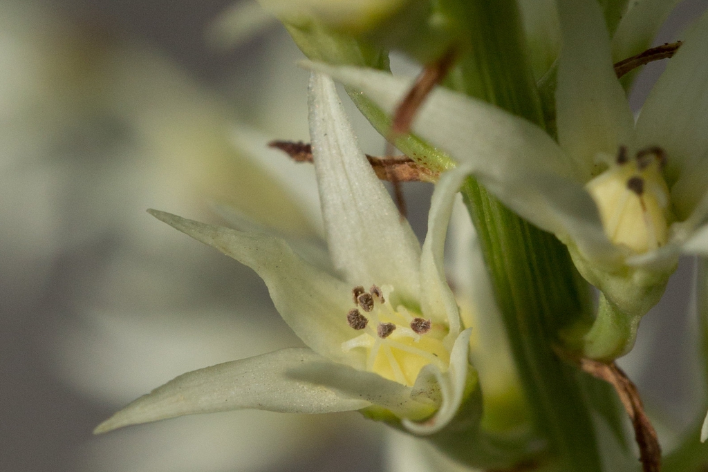Stenanthium gramineum