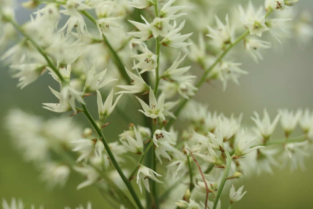 Stenanthium gramineum