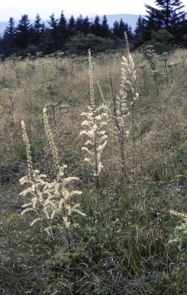 Stenanthium gramineum