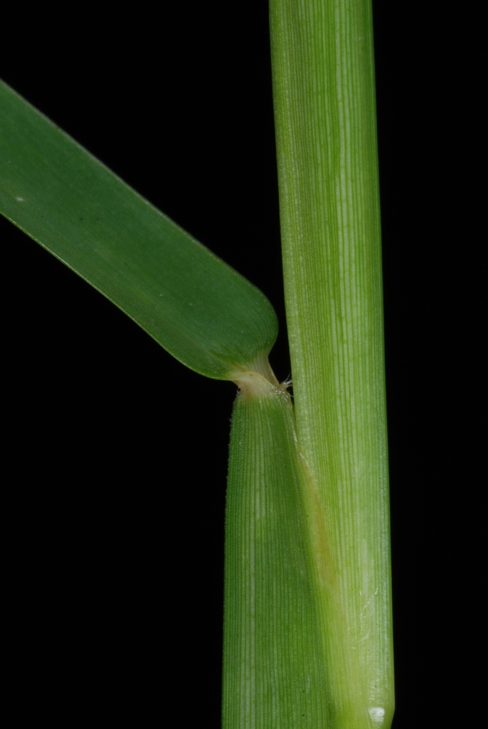 Stem, leaf sheath and collar (Guilford County, NC)-Mid Summer