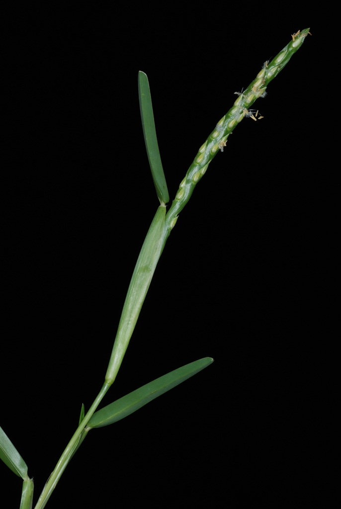 Stem (Guilford County, NC)-Mid Summer
