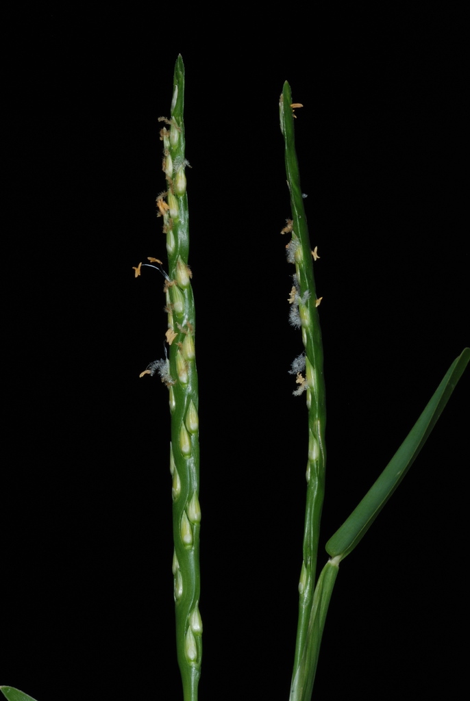 Flower spike (Guilford County, NC)-Mid Summer