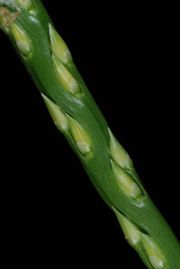 Flower spike (Guilford County, NC)-Mid Summer