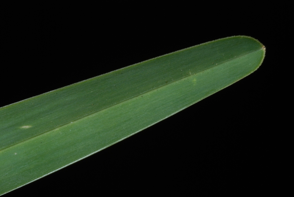 Leaf tip (Guilford County, NC)-Mid Summer