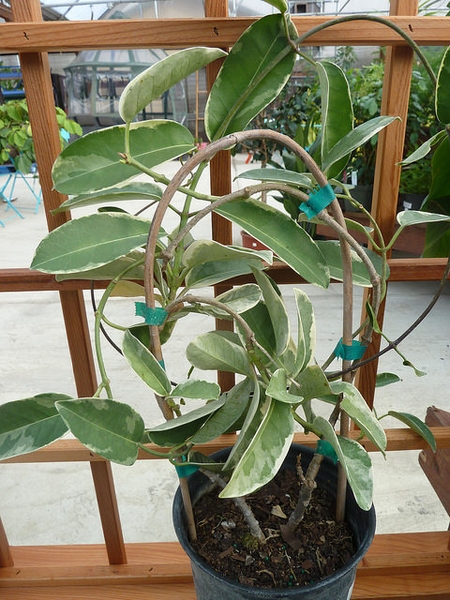 Stephanotis floribunda