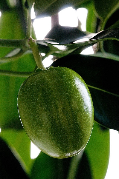 Stephanotis floribunda