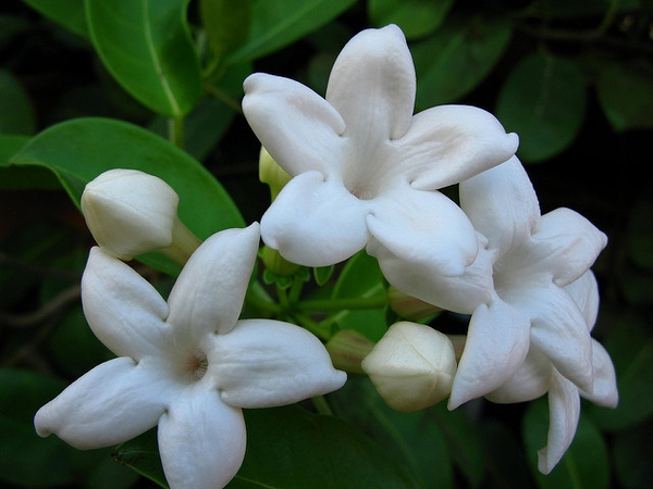 Stephanotis floribunda