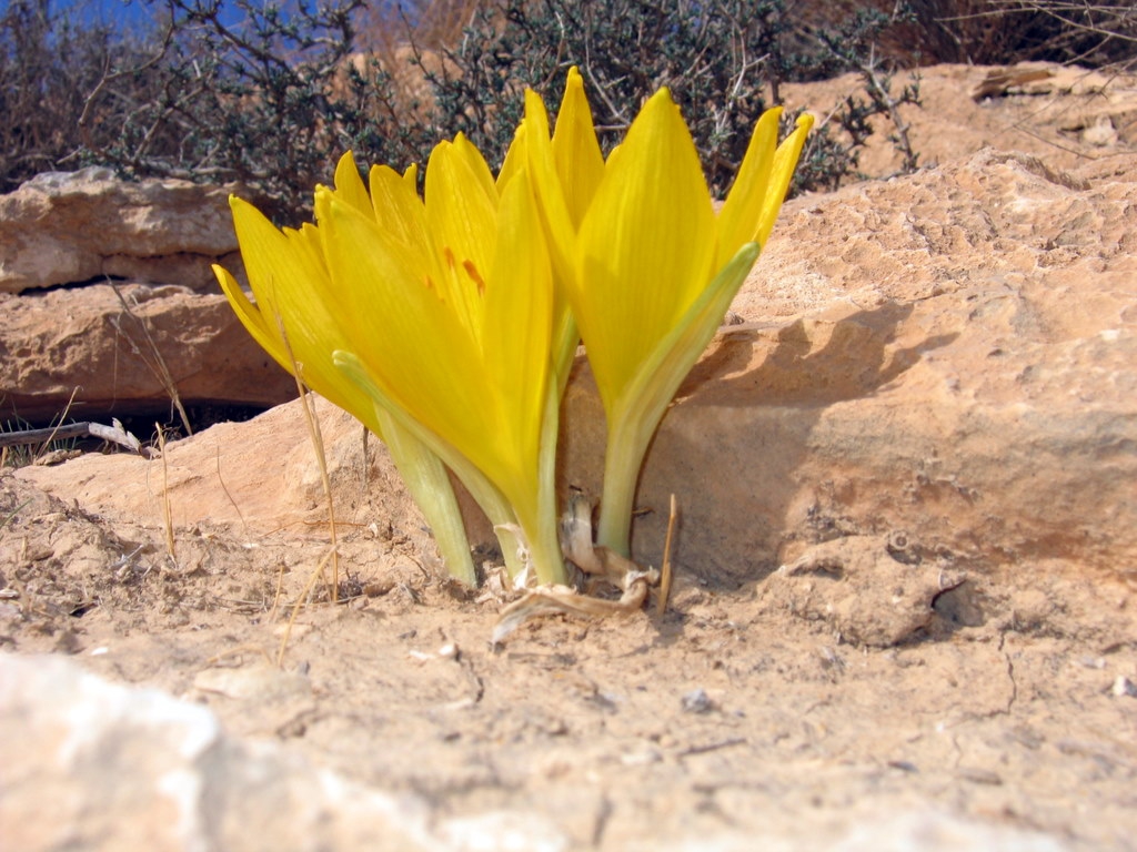 Sternbergia