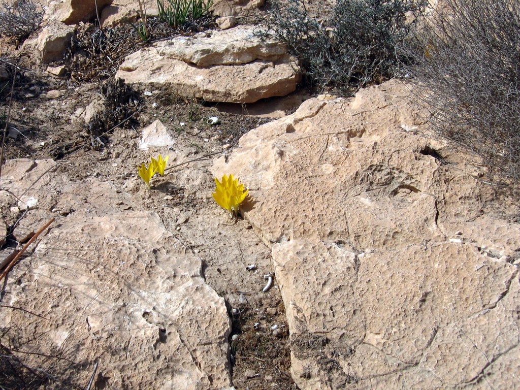 Sternbergia