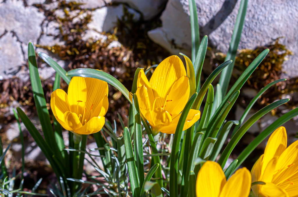 Sternbergia