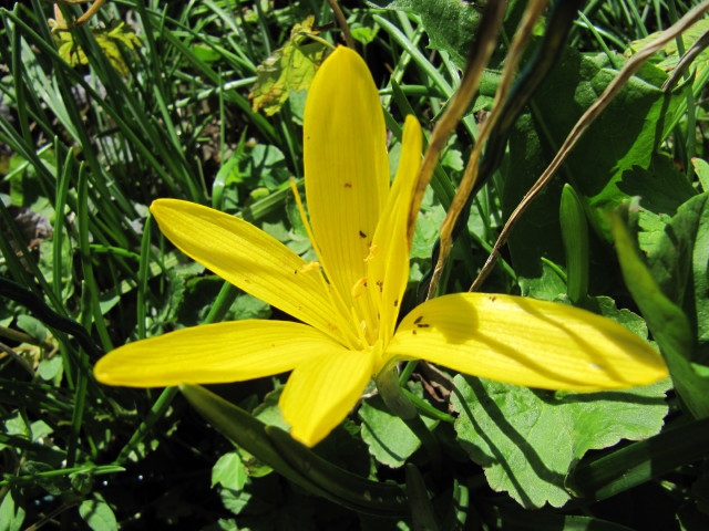 Sternbergia lutea