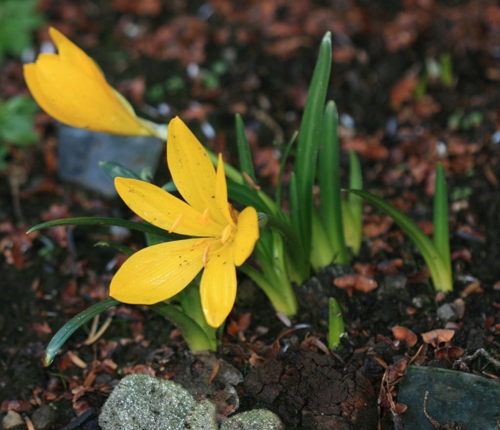 Sternbergia