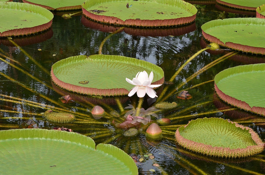 Victoria amazonica
