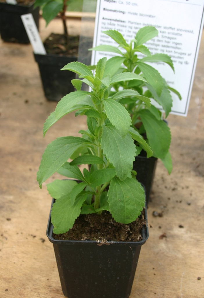 Young plant