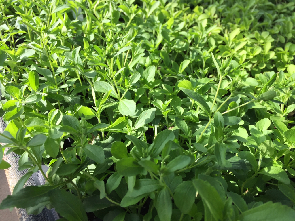 Stevia rebaudiana