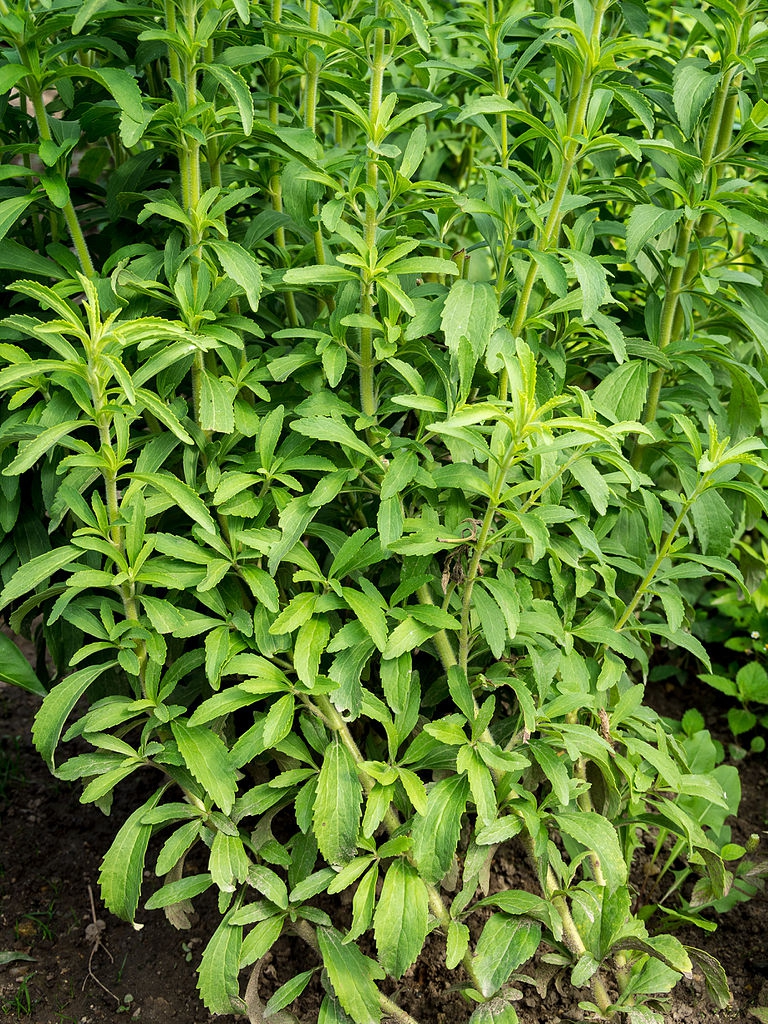 Form