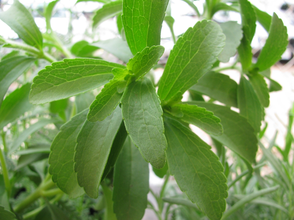 Leaves