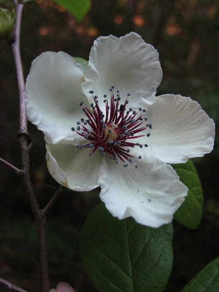Stewartia malacodendron