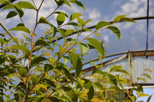 Stewartia monadelpha