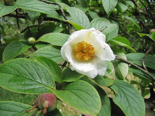 Stewartia ovata